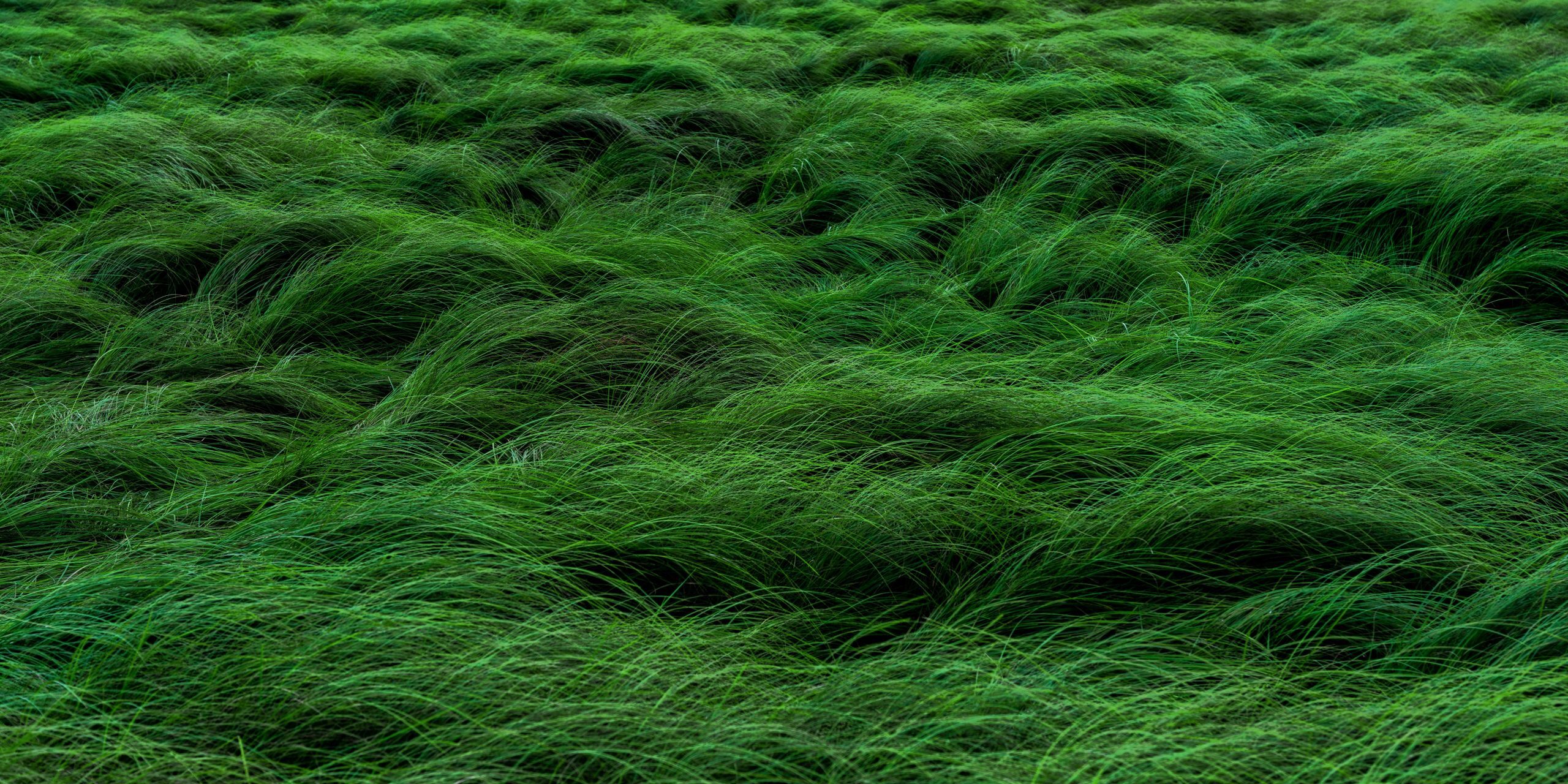 grass
